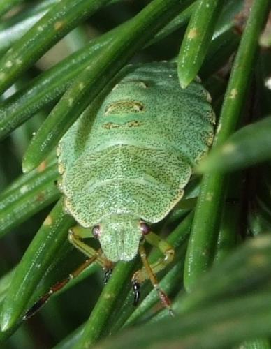 Palomena prasina