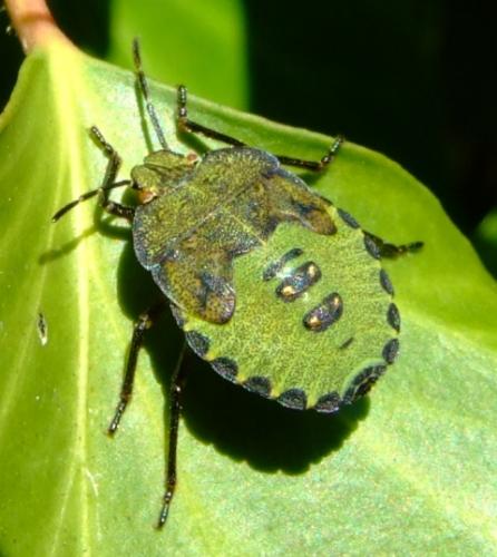 Palomena prasina