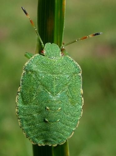 Palomena prasina