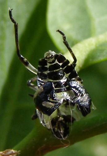 Eurydema ventralis