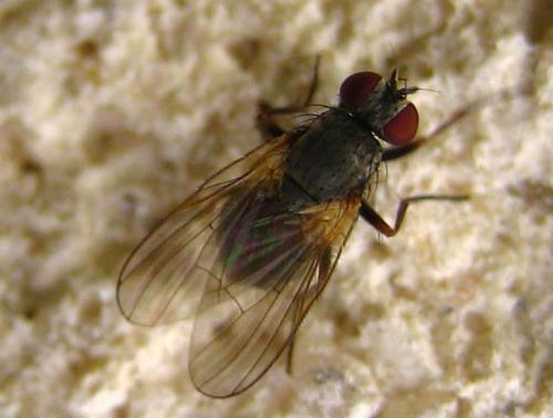 Réf. 26 996 : Fannia pallitibia