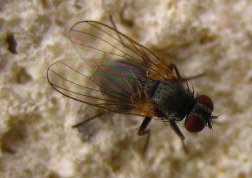 Réf. 26 997 : Fannia pallitibia