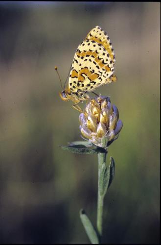 Melitaea didyma