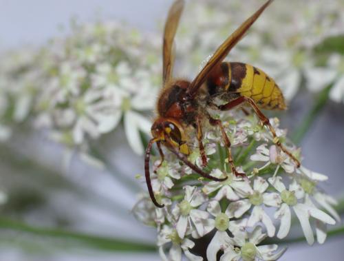 Vespa crabro