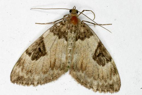 Thera vetustata