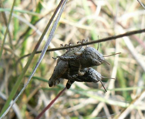 Pezotettix giornae