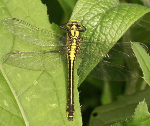 Gomphus vulgatissimus