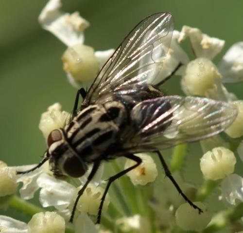 Réf. 26 090 : Graphomya maculata