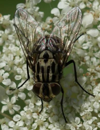 Réf. 26 099 : Graphomya maculata