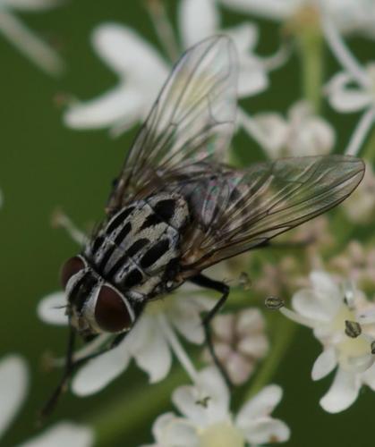 Réf. 26 092 : Graphomya maculata