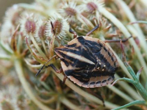 Réf. 26 683 : Graphosoma semipunctatum