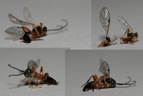 Réf. 26 565 : Campopleginae inconnu