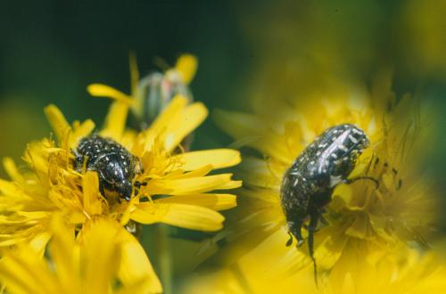 Oxythyrea funesta