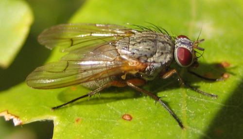 Helina impuncta
