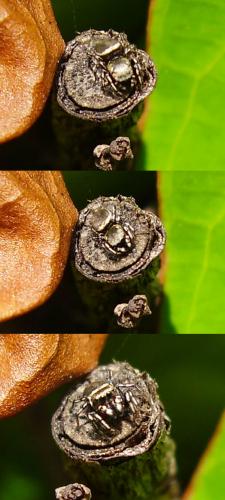 Heliophanus tribulosus