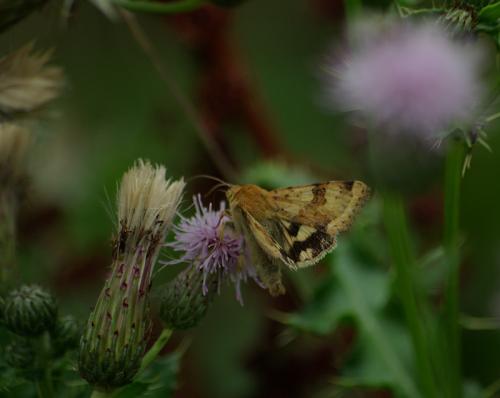 Heliothis viriplaca