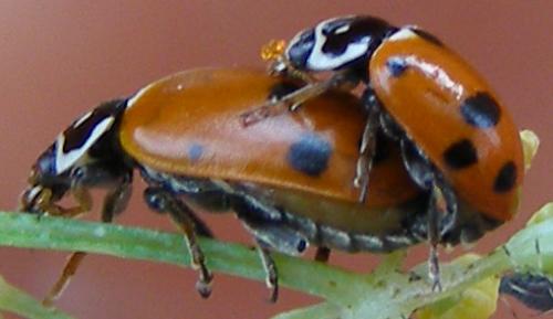 Hippodamia variegata