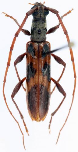 Cerambycinae