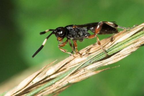 Cratichneumon sp.