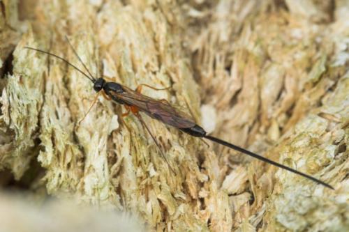 Réf. 26 348 : Dolichomitus sp.