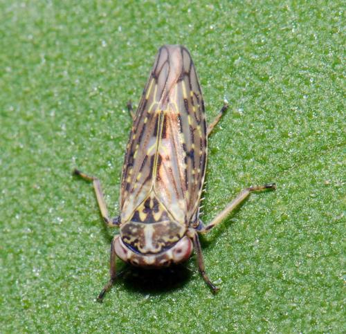 Réf. 26 033 : Idiocerus herrichii