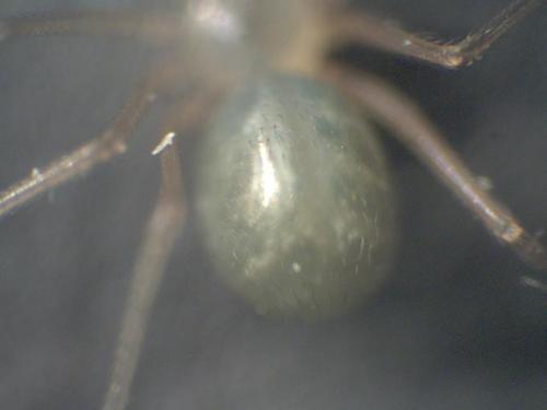 Réf. 26 753 : Psilochorus simoni
