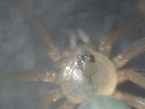Psilochorus simoni