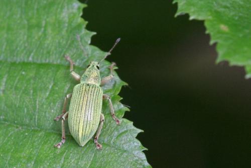 Polydrusus formosus