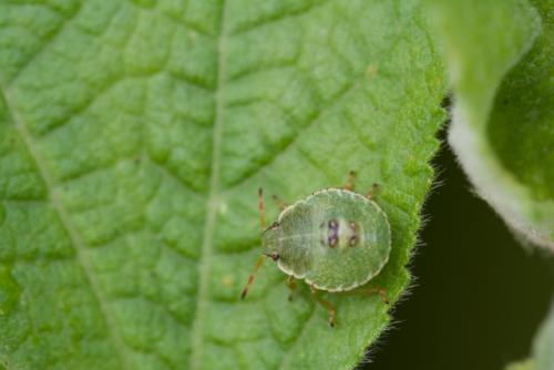 Palomena prasina