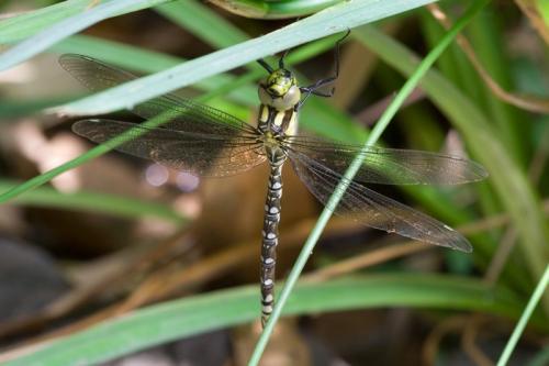 Aeshna cyanea