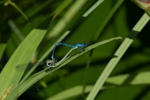 Réf. 26 665 : Coenagrion puella