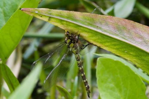 Aeshna cyanea