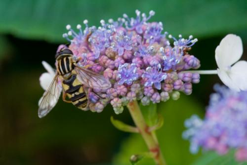 Helophilus pendulus