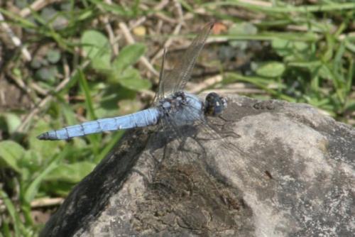 Réf. 26 581 : Orthetrum brunneum