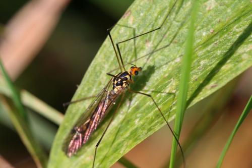 Réf. 26 642 : Nephrotoma flavipalpis