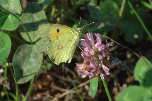 Colias croceus