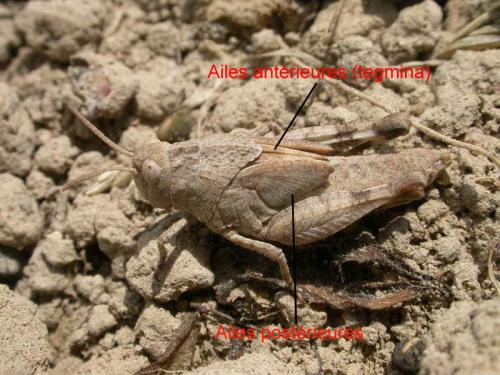 Oedipoda caerulescens caerulescens