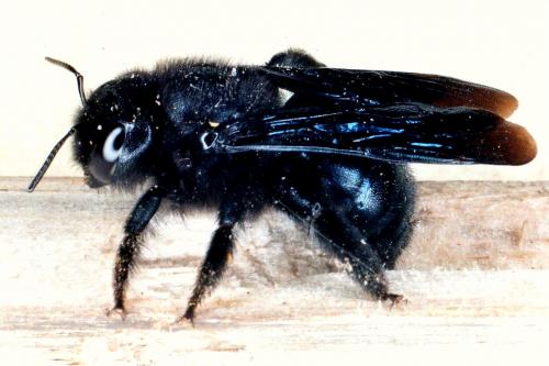 Réf. 26 863 : Xylocopa iris