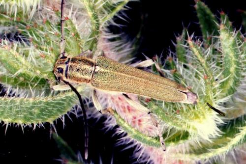 Réf. 26 610 : Opsilia coerulescens