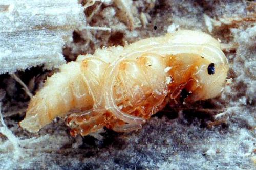 Parmena solieri