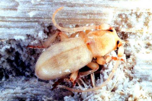 Parmena solieri