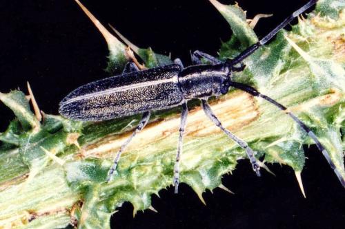 Agapanthia cardui