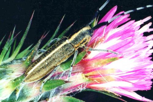 Agapanthia cardui