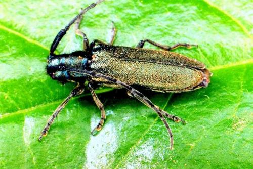 Réf. 26 787 : Agapanthia intermedia