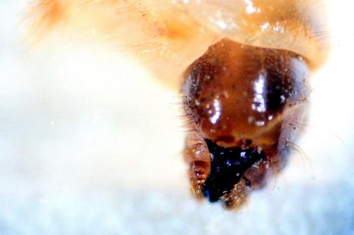 Agapanthia cardui