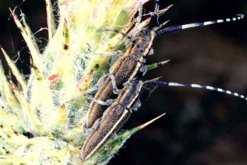 Agapanthia cardui