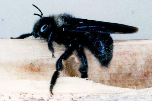 Xylocopa iris