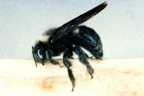 Réf. 26 854 : Xylocopa iris