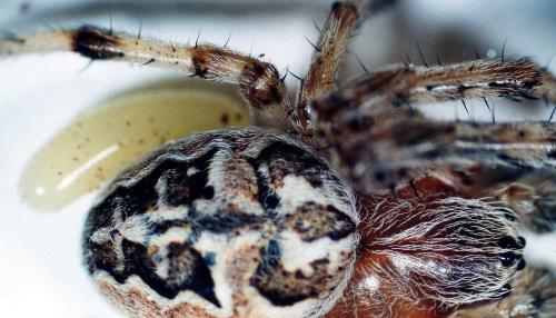 Larinioides sclopetarius