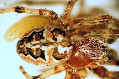 Réf. 26 897 : Larinioides sclopetarius